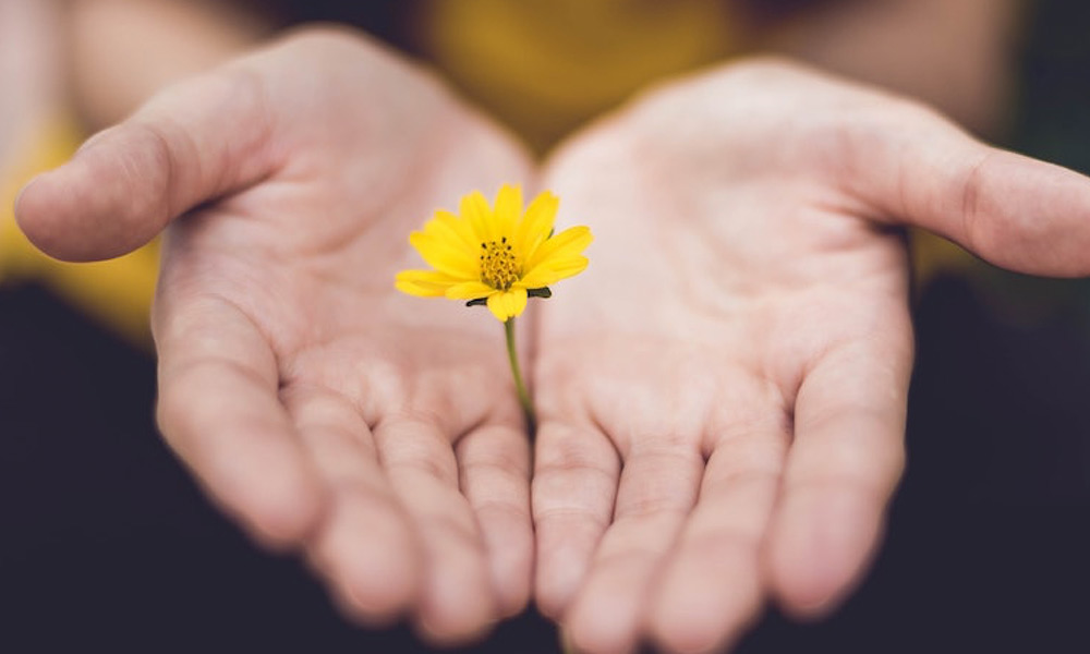 hands-open-holding-small-flower